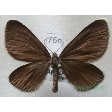 Odezia atrata (Linnaeus, 1758) Czech76n